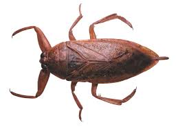 The truth is that many people are confused in their identification of the two because it's become so common to call a cockroach a water bug. Giant Water Bug A Thousand Shades Of Green