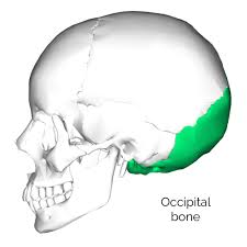 The occipital bone overlies the occipital lobes of the cerebrum. Bones Of The Skull Skull Osteology Anatomy Geeky Medics