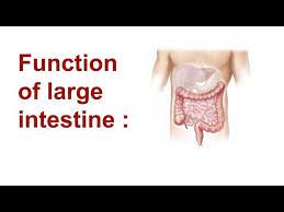 function of the large intestine