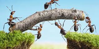 Ants Sometimes Ignore Ant Bait