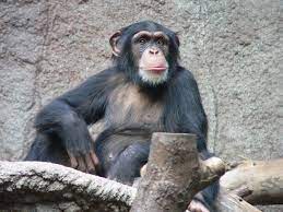Обыкновенный шимпанзе — Википедия