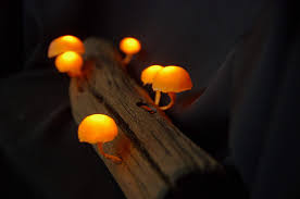 Amazon Com Ethereal Glowing Mushrooms Mushroom Light Mushroom Lamp Mushroom Night Light Glowing Mushrooms Fairy Lights Fairy Garden Handmade