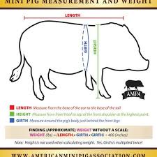 Mini Pig Measuring Chart Mini Pig Store Mini Pigs Pot