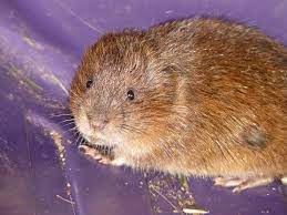 vole 1080p 2k 4k 5k hd wallpapers