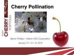 Cherry Pollination Final