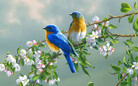 44 wallpaper birds and flowers
