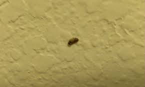 carpet beetle larva thrasher termite