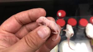 What Is A Pinky Mouse Feeder Mice Sizes