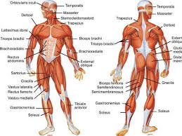 View the muscles of the upper and lower extremity in the diagrams below. Muscles Of The Human Body Teaching Resources