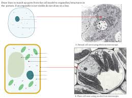 However, the centrally located vacuole is larger than others. Cell Structure Teaching Resources The Science Teacher