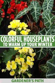 Flowering houseplants bring color and warmth to any room. 23 Colorful Houseplants To Warm Up Your Winter Gardener S Path