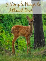 Planting different types of food on your property that deer like will make it more likely that they will want to stick around. 5 Simple Ways To Attract Deer The Home And Travel Cafe