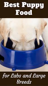 Best Puppy Food For Labs And Large Breeds 7 Reviews