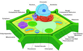 6 1 plant cells and tissues the