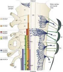 Be the first to ask a question about stereotaxic atlas of the human brainstem and. Cranial Nerve Nuclei An Overview Sciencedirect Topics