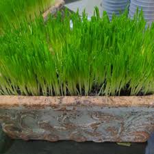 I thought i would test and see if the seeds would grow if i just threw them on top of the soil. How To Grow Cat Grass 5 Steps With Pictures Instructables