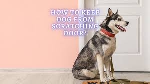 Dog Scratching Door Reasons And Prevention