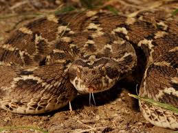 saw scaled viper small but deadly