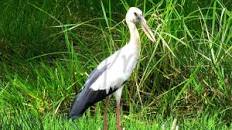 Image result for SIBERIAN CRANE TO LUCKNOW