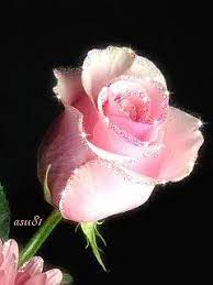 ROSE GARDEN - Community - Google+ | Flowers, Rose, Rose flower