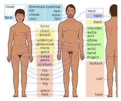 Body part names, leg parts, head parts, face parts names, arm body parts, parts of full hand. Body Simple English Wikipedia The Free Encyclopedia