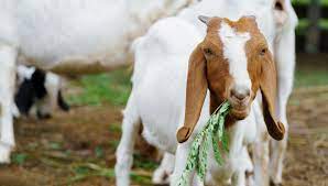 what can baby goats eat the happy