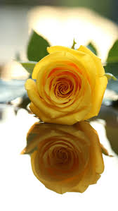 yellow reflection flower roses hd