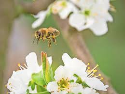 Wählen sie aus unserer reichhaltigen auswahl an einheimischen und exotischen spezialitäten. Bienenfreundliche Garten Welche Pflanzen Sind Gut Fur Bienen