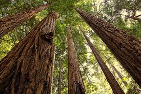 rv destination guide redwood national park