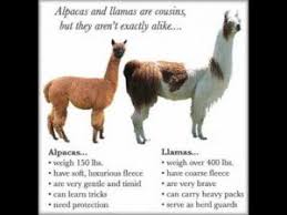 llamas and alpacas getting to know