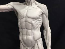 For more videos visit seewhayanatomy.com or follow us on twitter @seewhyanatomy. Sculpting The Human Torso Interurban Arthouse At Interurban Arthouse Overland Park Ks Classes