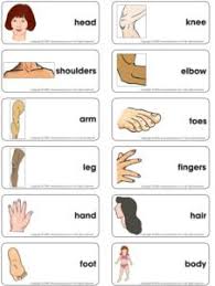 Human Body Theme And Activities Educatall