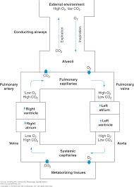 Chapter 1 Function And Structure Of The Respiratory System