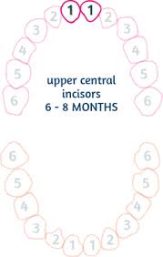 Baby Teething Chart Order Of Teeth Appearance