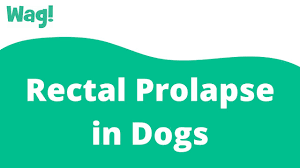rectal prolapse in dogs symptoms