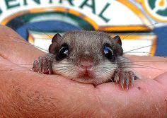 71 Best Flying Squirrels Images Flying Squirrel Squirrel