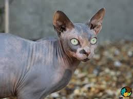 Hot promotions in hairless cat on aliexpress: Sphynx Cat Breed Ukpets