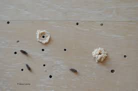 powderpost beetles in hardwood floors