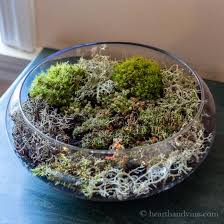 Create An Indoor Moss Garden Craftgawker