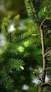 Pine tree, green, nature, HD mobile ...