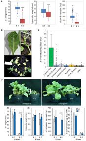 Frontiers Identification Of Rapeseed Brassica Napus