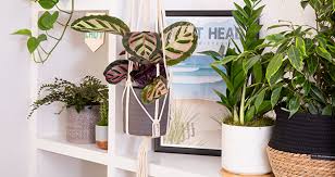 The Best Plants For Macramé Hangers