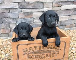 An average healthy weight is generally 75 pounds, but they can range between 50 and 90 pounds depending on gender and parentage. British Lab Puppies For Sale Near Me Off 51 Www Usushimd Com