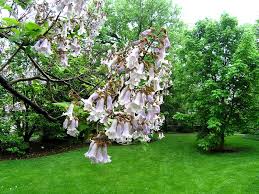 Maybe you would like to learn more about one of these? What Are The Purple Flowered Trees
