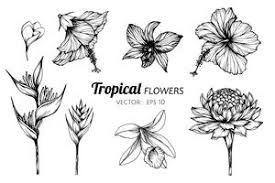 tropical flower drawing vector art