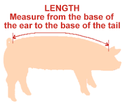 Weighing A Pig Without A Scale Use A Fabric Tape To Measure