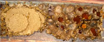Resultado de imagen para abejas sin aguijon