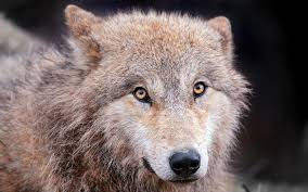 hd wallpaper cute wolf wild predator
