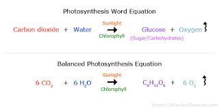 Photosynthesis For Kids What Is