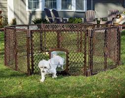 Your Dog In The Yard Without A Fence